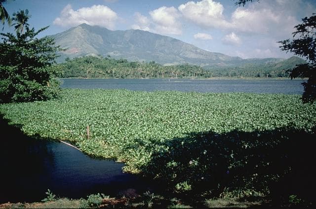 Iriga