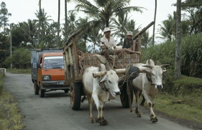 Malang Plain