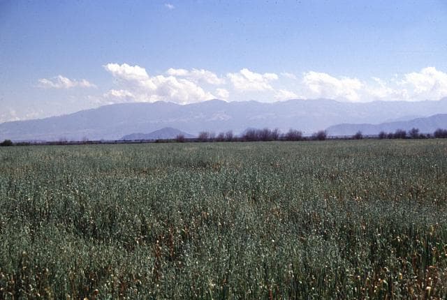 Cumbres, Las